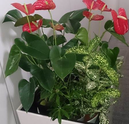 観葉植物レンタル