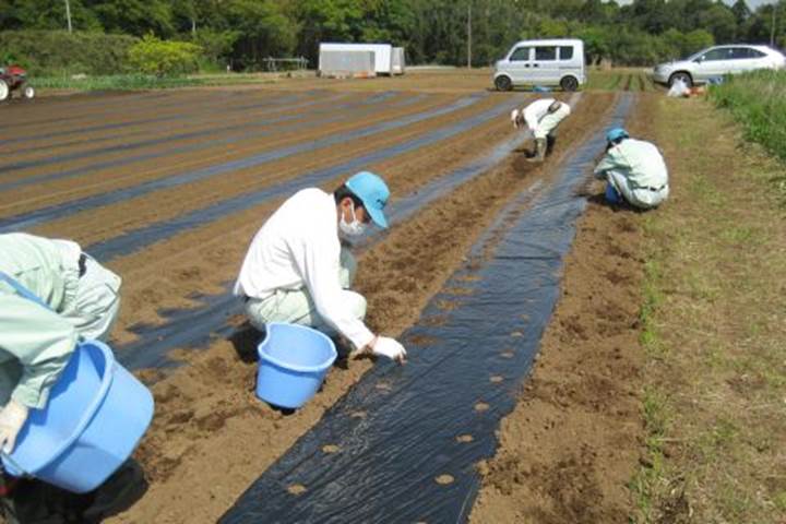 トウモロコシ植え付け