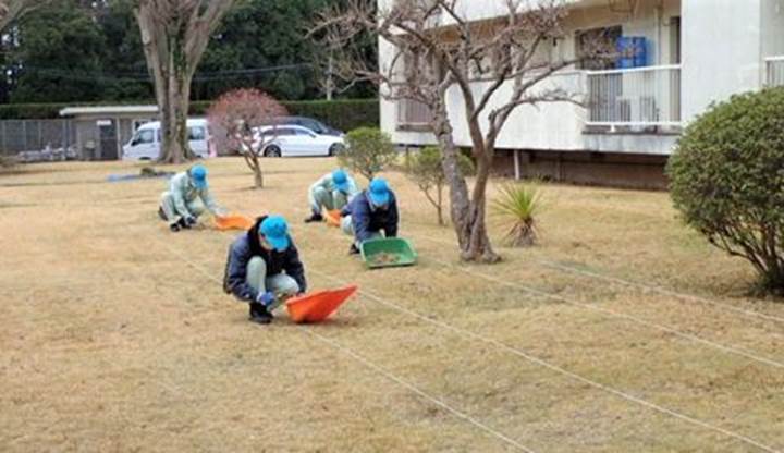 雑草オヒシバ取り